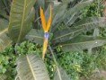/album/fiori1/p3083350-2-jpg1/